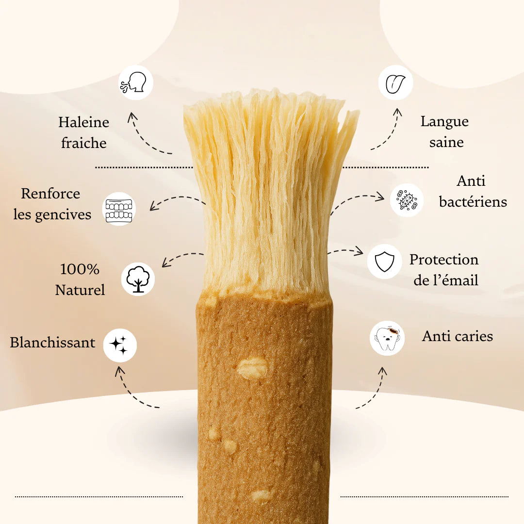 MISWAK NIGELLE